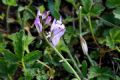 Polygala padulae